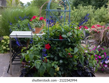 A Glorious Summer Garden Patio Bursting With Color From Blue Salvia,hummingbird Magnets, Red Geraniums And Red Mandevilla. 