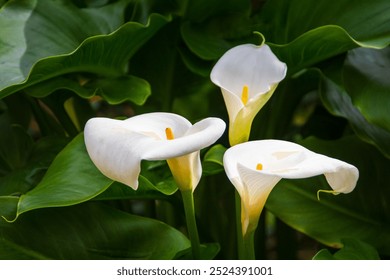 Glorious white Giant Calla Lily flowers in the garden. Beautiful natural background. - Powered by Shutterstock