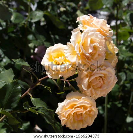 Gloriously magnificent romantic beautiful pale yellow tinged pale pink and cream fully blown hybrid tea  rose blooming  in  late spring  add fragrance and color to the urban  landscape.