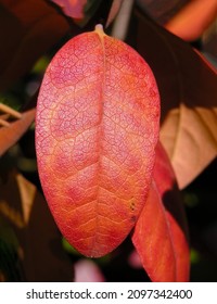 A Gloriously Red Autumn Leaf On A Black Gum Tree.