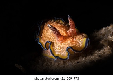 Glossodoris Is A Genus Of Sea Slugs, Dorid Nudibranchs, Shell-less Marine Gastropod Mollusks In The Family Chromodorididae.