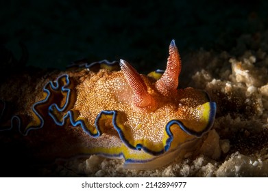 Glossodoris Is A Genus Of Sea Slugs, Dorid Nudibranchs, Shell-less Marine Gastropod Mollusks In The Family Chromodorididae.