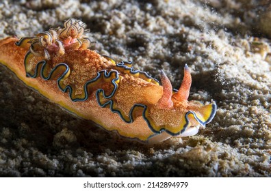 Glossodoris Is A Genus Of Sea Slugs, Dorid Nudibranchs, Shell-less Marine Gastropod Mollusks In The Family Chromodorididae.