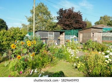 Glossop, UK
September 18  2020
An Older Couple Enjoy A Cup Of Tea Sitting Outside Their Garden Shed, Surrounded By An Allotment Full Of Vegetables And Flowers.