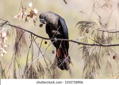 Glossy Black Cockatoo Feeding On Casuarina Seeds