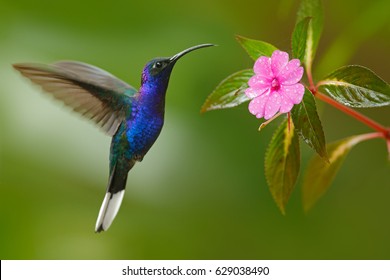 Glossy blue bird in flight. Hummingbird Violet Sabrewing flying next to beautiful pink flower, Costa Rica. Wildlife scene from nature. Birdwatching in South America. - Shutterstock ID 629038490