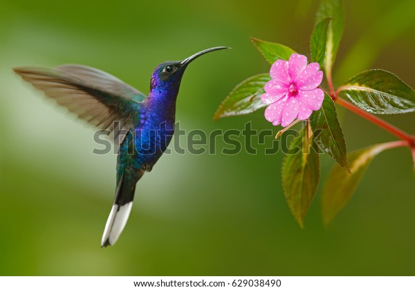 光沢のある青い鳥が飛んでいます コスタリカ 美しいピンクの花の横に羽ばたくハチドリ紫色の羽 自然の野生生物のシーン 南米のバードウォッチング の写真素材 今すぐ編集