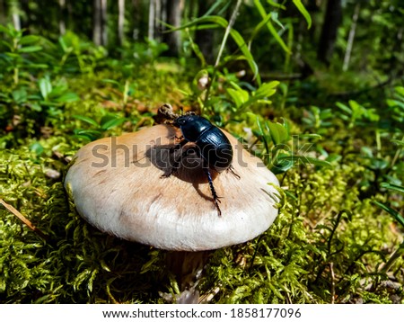 Glossy and colorful  earth-boring dung beetle - Geotrupes stercorarius on white and brown mushroom in forest. Autumn scenic background