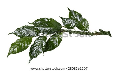Glossy dark green cherry tree branch with serrated leaves