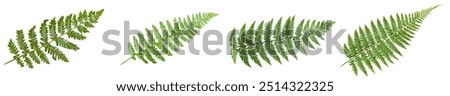 Similar – Image, Stock Photo fern Fern Fern leaf