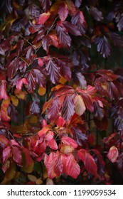 Glossy dark red leaves of the Copper Beech or Purple Beech (Fagus sylvatica Purpurea)