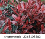 Glossy, dark red new growth above dark green leaves of Christmas Berry Photinia x fraseri 