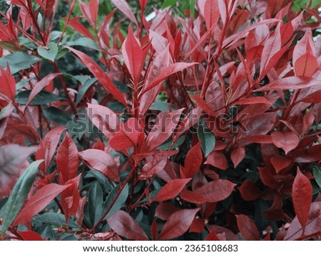 Glossy, dark red new growth above dark green leaves of Christmas Berry Photinia x fraseri 'Carre Rouge' [[stock_photo]] © 
