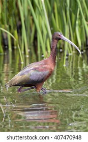 Glossy Ibis In Cameron Parish Louisiana