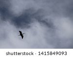 Glossy Ibis flying at Chinoteague NWR