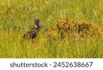 The glossy ibis (Plegadis falcinellus). Beautiful black wild wading bird with a long arched beak resting in the green samphire of a salt lagoon in Portugal. Birdwathing and ornithology in Europe