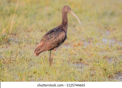 Glossy Ibis (Plegadis Falcinellus), Northumberland, England, UK