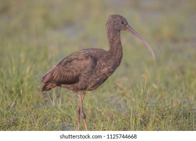 Glossy Ibis (Plegadis Falcinellus), Northumberland, England, UK