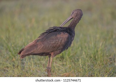 Glossy Ibis (Plegadis Falcinellus), Northumberland, England, UK