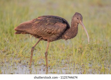 Glossy Ibis (Plegadis Falcinellus), Northumberland, England, UK