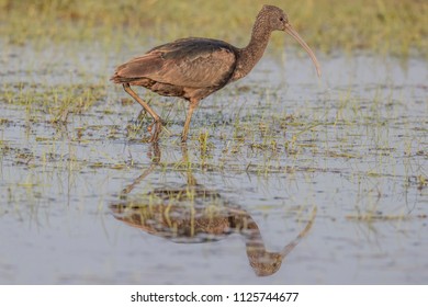 Glossy Ibis (Plegadis Falcinellus), Northumberland, England, UK