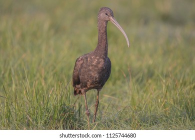 Glossy Ibis (Plegadis Falcinellus), Northumberland, England, UK