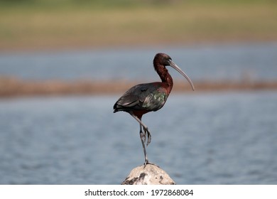 Glossy ibis, Plegadis falcinellus perched on a rock, Bhigwan, Maharashtra, India