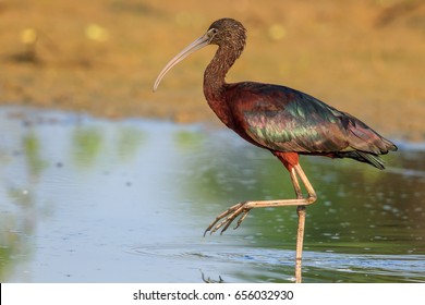 4,274 Glossy ibis Images, Stock Photos & Vectors | Shutterstock