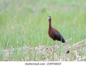 The glossy ibis (Plegadis falcinellus) is a water bird in the ibis and spoonbill family Threskiornithidae. Glossy ibis (Plegadis falcinellus) in natural habitat.