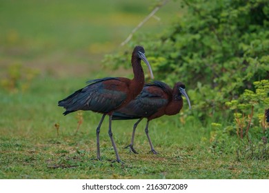 2,205 Ibis family Images, Stock Photos & Vectors | Shutterstock