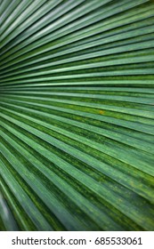 Glossy Palm Leaf In Macro