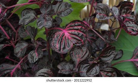 Glossy red leaves of Iresine Herbstii, or Herbst's Bloodleaf, Beefsteak, other name is Chicken Gizzard. The plant has vibrant red leaves and pink vein.
