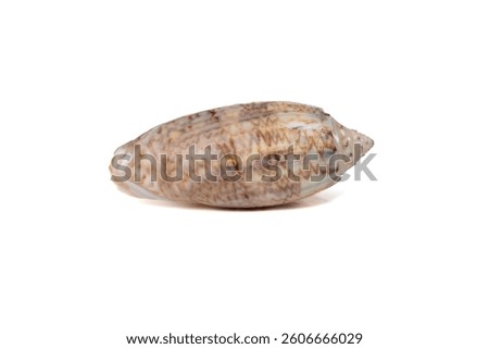 Glossy seashell with brown zigzag stripe pattern