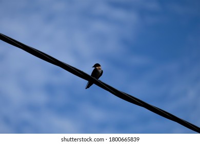 The Glossy Swiftlet (Collocalia Esculenta) Bird, Is A Species Of Swift In The Family Apodidae