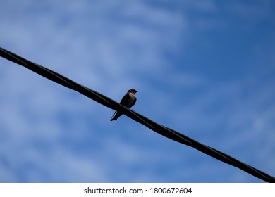 The Glossy Swiftlet (Collocalia Esculenta) Bird, Is A Species Of Swift In The Family Apodidae