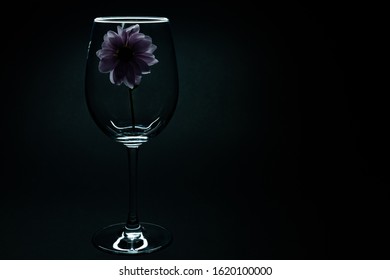 Glossy Wine Glass With Chrysanthemum Flower Isolated On Black, Healthy Lifestyle Concept 