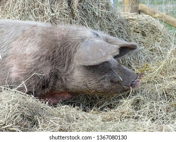            gloucester old spot pig with haystack                    