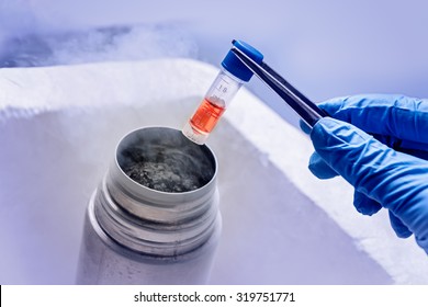  Gloved Hand Hold The Tube With Cell Suspension For Cryopreservation.   Cryosample Of  Stem Cells In  Culture Medium With Cryoprotector For Long-term Storage. 