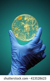 Gloved Hand Holding Bacteria Growing In A Petri Dish