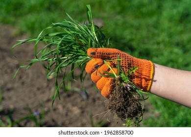Gloved hand holding a bunch of fresh green grass. The farmer's hands are pulling the grass with roots out of the ground, pulling out the weeds. Concept of spring garden work, tearing up the grass.