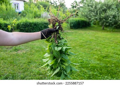 Gloved hand holding fresh nettles. stinging nettle or nettle leaf, or stinger medicinal herbs