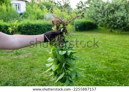 Gloved hand holding fresh nettles. stinging nettle or nettle leaf, or stinger medicinal herbs