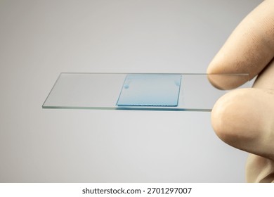 Gloved hand holding a microscope slide with a prepared blue-stained sample for analysis. - Powered by Shutterstock - Get 15% off with code: PIKWIZARD15