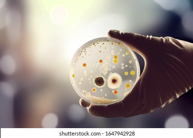 Gloved Hand Holding A Petri Dish With Bacteria Culture