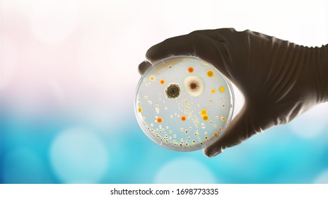 Gloved Hand Holding A Petri Dish With Bacteria Culture