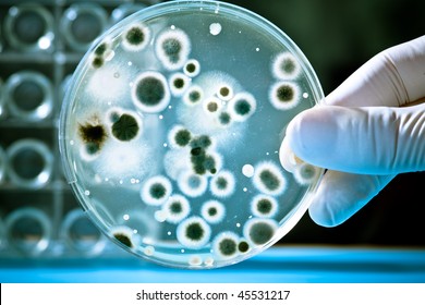  Gloved Hand Holding A Petri Dish