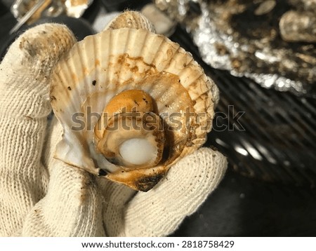 A gloved hand holds an opened cooked scallop, revealing the warm orange and white adductor muscle.