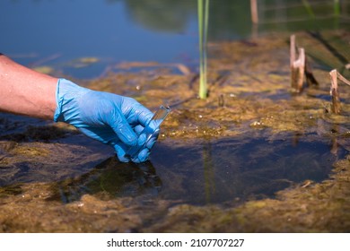 A gloved hand holds a test tube with a water sample in the coastal zone of a reservoir with algae. The concept of the content of pollutants in reservoirs with industrial wastewater discharges.