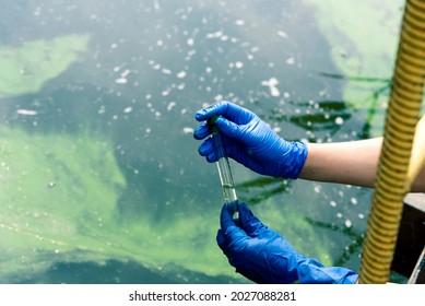 A Gloved Hand Takes Water Into A Test Tube From A City Reservoir. Urban Waste Water. Sampling From Open Water. Scientist Or Biologist Takes A Sample Of Water Into A Test Tube.