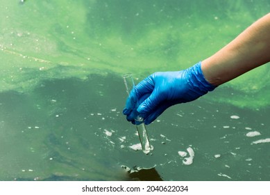 A Gloved Hand Takes Water Into A Test Tube From A City Reservoir. Urban Waste Water. Sampling From Open Water. Scientist Or Biologist Takes A Sample Of Water Into A Test Tube.